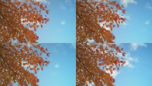 公园里的秋叶高清在线视频素材下载