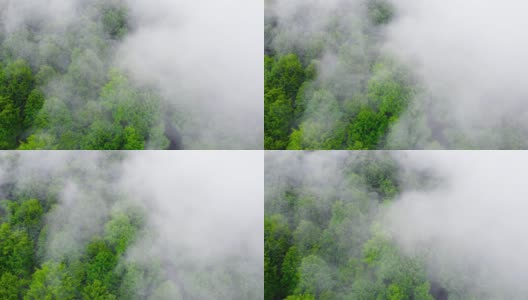云在树顶，山地森林在下雨的天气与雾和薄雾，生态清洁和未触及的地形高清在线视频素材下载