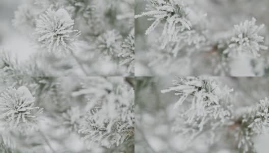 雪中的松树高清在线视频素材下载