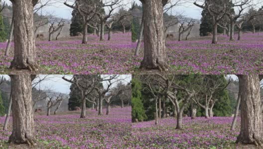 秋田县仙博市狗牙紫的开花面积高清在线视频素材下载