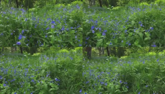 林间空地上开花的维罗妮卡Chamaedrys的特写高清在线视频素材下载