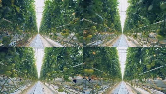 快速镜头西红柿的灌木排在温室与通道之间高清在线视频素材下载