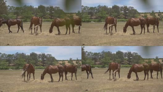 在草地上吃干草的马高清在线视频素材下载
