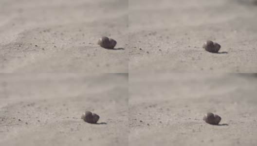 蜗牛壳在洁白的沙滩上。特写镜头高清在线视频素材下载
