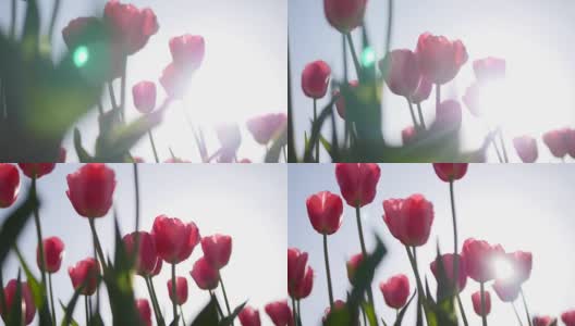 美丽的红色郁金香在蓝天的映衬下绽放高清在线视频素材下载