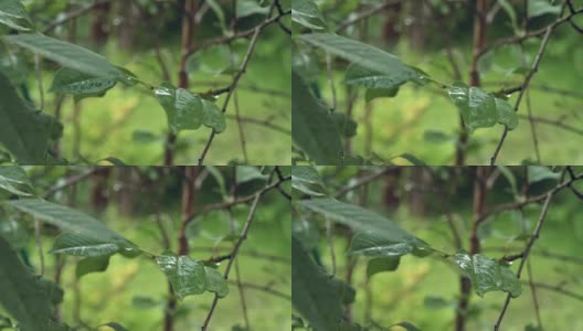 雨在花园里滴落高清在线视频素材下载