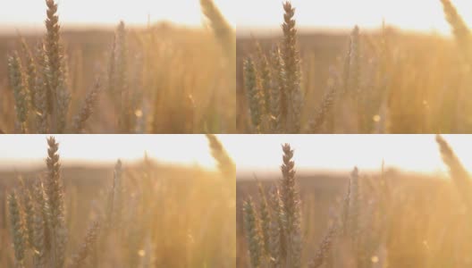 小麦收获，用阳光照耀高清在线视频素材下载