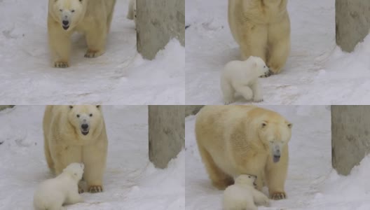 一只北极熊幼崽在冬天跑到母熊身边高清在线视频素材下载