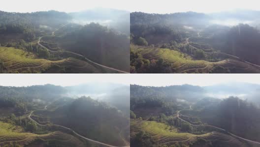 鸟瞰图4k无人机:美丽的早晨在茶园田。高清在线视频素材下载