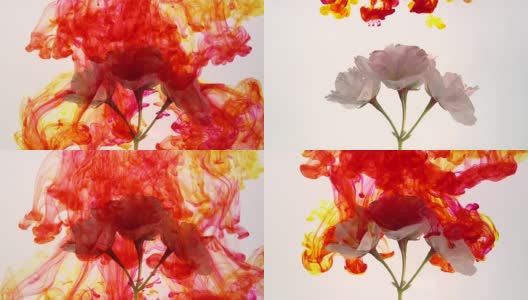 红色和黄色的墨水混合在一起，春天的花朵在白色的背景高清在线视频素材下载