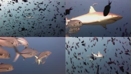 鲨鱼和金枪鱼水下背景的学校鱼在海底。高清在线视频素材下载