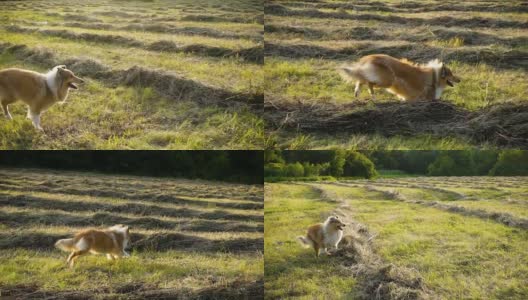 柯利犬在绿地上奔跑，慢镜头高清在线视频素材下载