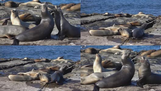 两组海豹的慢动作视频高清在线视频素材下载
