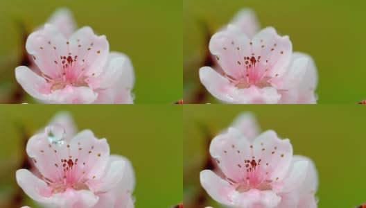 水滴落在桃花上高清在线视频素材下载