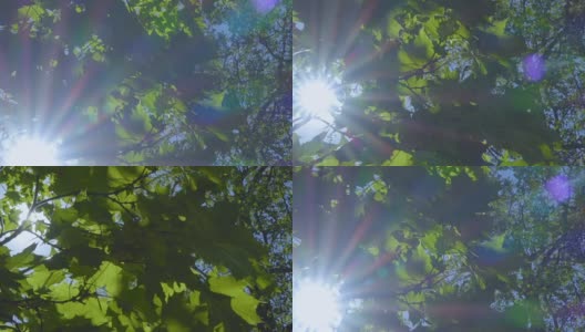 阳光透过树叶照进来。茂密森林中的强光。树与绿色的叶子和阳光。底部视图。高清在线视频素材下载