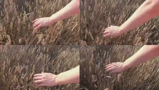 日落时分，姑娘在田里抚摸成熟的小麦高清在线视频素材下载