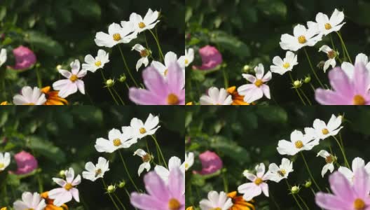 风中摇曳的花朵和蜜蜂花园的宇宙(Cosmos Bipinnatus)高清在线视频素材下载