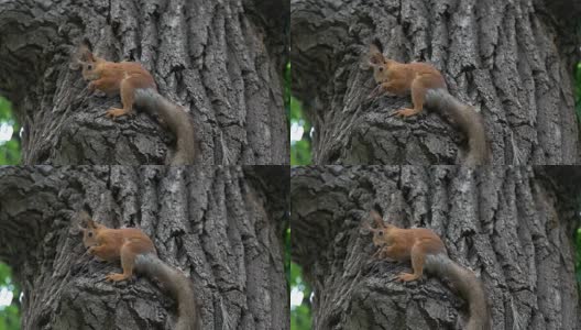 在公园的树上，松鼠啃着种子高清在线视频素材下载
