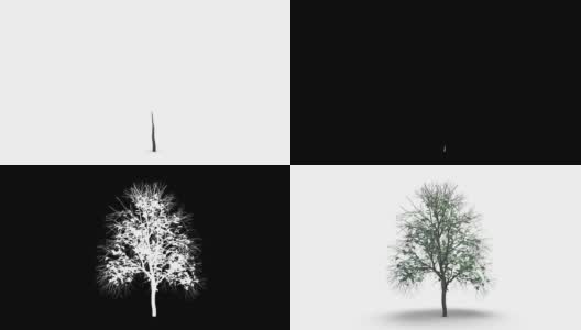 生长的树在白色与阿尔法通道高清在线视频素材下载