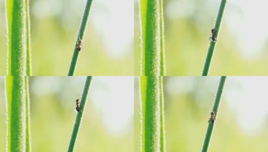 草叶上的蚂蚁高清在线视频素材下载
