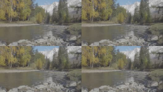 河流流过岩石在阿尔泰山美丽的风景秋天秋天的季节高清在线视频素材下载