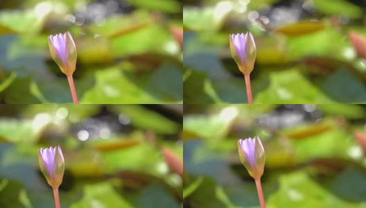 ハス 花のつぼみ / A beautiful pink waterlily or lotus flower in pond高清在线视频素材下载