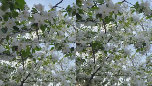 樱花，樱花，哭泣的樱花树在蓝天的映衬下盛开，美丽的春天的花，新鲜的白色的花，美丽的新鲜的花瓣高清在线视频素材下载