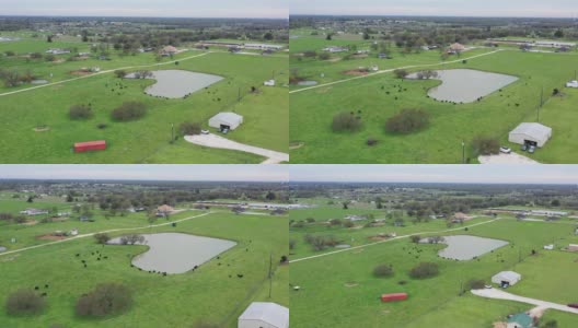 在城市附近的池塘边放牧的牛，布赖恩，德克萨斯州，美国高清在线视频素材下载