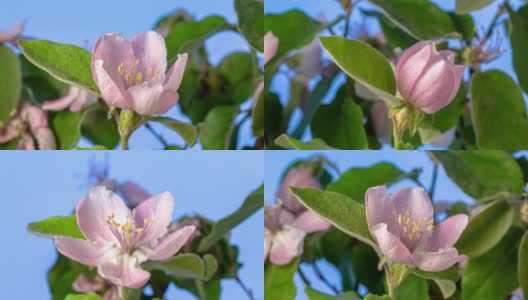 木瓜花盛开和旋转在一个时间流逝视频对蓝色的背景。高清在线视频素材下载