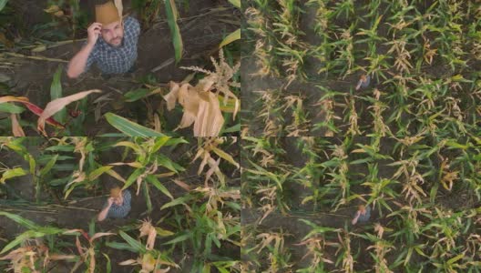 Zoom Man Hat在年轻的玉米田和检查作物。鸟瞰图直接上方的农民监测他的玉米。玉米田农民景观自然农业生长无人机镜头人。高清在线视频素材下载