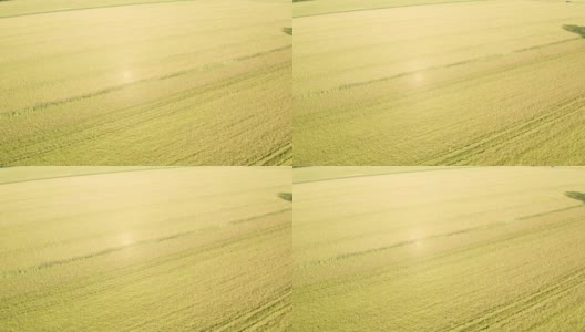 无人机俯瞰稻田高清在线视频素材下载