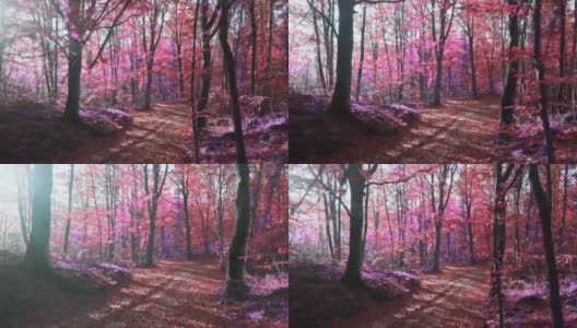 慢动作视频的阳光在一个超现实的紫色森林高清在线视频素材下载