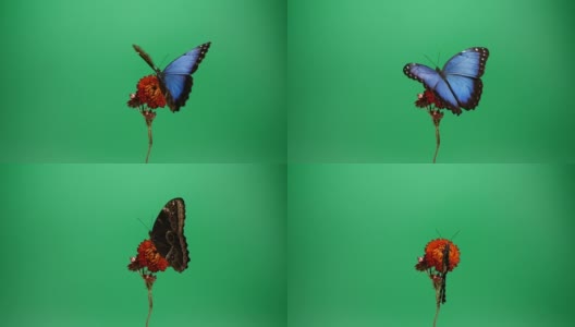 红色花朵上的蓝色大闪蝶高清在线视频素材下载