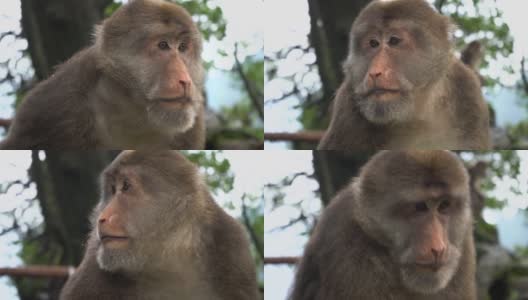 一只野生藏猕猴的肖像高清在线视频素材下载