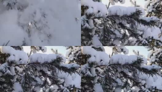 许多雪从松枝上飘落下来高清在线视频素材下载