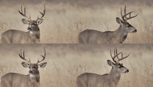 白尾鹿，新墨西哥州高清在线视频素材下载