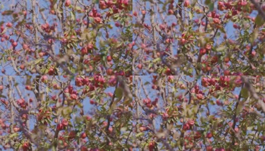 一串串红色美味的苹果，彼此挨着，挂在树枝上，在苹果园里轻轻吹着。模糊的背景。蓝色的天空高清在线视频素材下载
