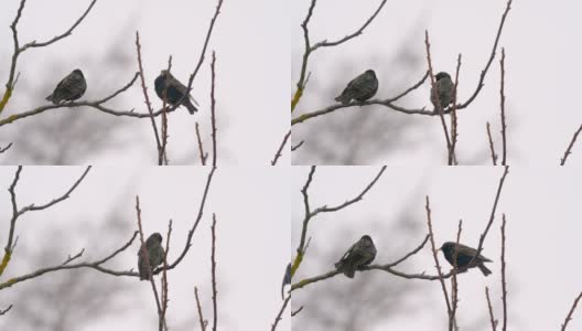 冬天在树枝上的椋鸟高清在线视频素材下载
