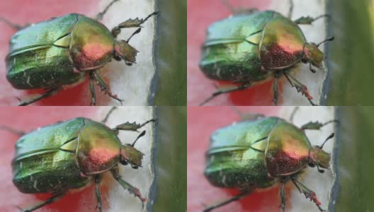 爱沙尼亚的玫瑰金龟子甲虫高清在线视频素材下载