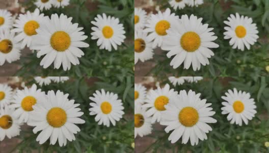 高质量的视频运动的白色和黄色雏菊在风中。花移动的放松视频高清在线视频素材下载