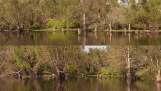 路易斯安那州阿查法拉亚沼泽的白鹭高清在线视频素材下载