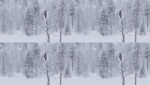 在芬兰针叶林寒冷的冬日里，大灰猫头鹰坐在一棵枯死的老树上四处张望高清在线视频素材下载
