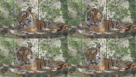 一只老虎躺在森林的岩石上看着镜头高清在线视频素材下载