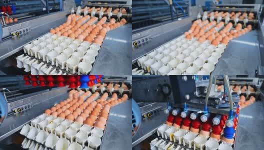 带蛋输送机的运动。从传送带上取出新鲜鸡蛋的自动化机器。家禽养殖场在室内生产有机鸡蛋。高清在线视频素材下载