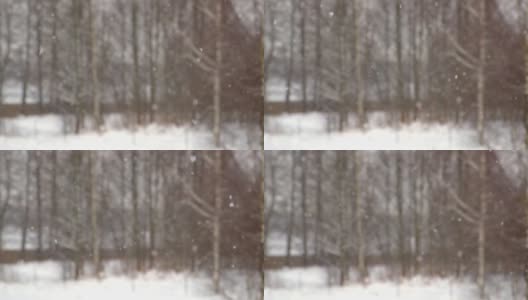 森林里下大雪。美丽的冬季风景的雪和模糊的树木的背景。轻轻的飘落的雪花。树枝下的雪。糟糕的下雪天气，寒冷的天气。高清在线视频素材下载