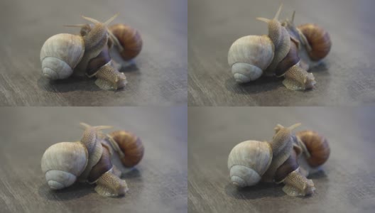 蜗牛是一种陆地蜗牛。勃艮第蜗牛在地上滑行。食用食用蜗牛。越来越多的蜗牛高清在线视频素材下载