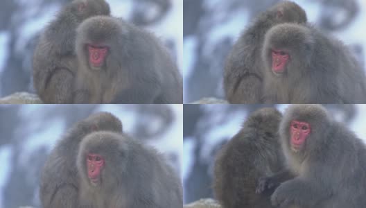日本雪猴在雪山温泉上梳洗的慢镜头高清在线视频素材下载