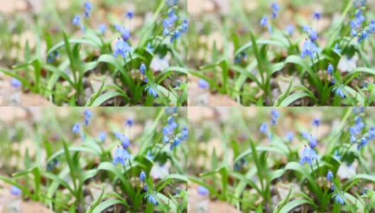 蓝色的雪花莲近距离摇曳从浅风。春天的第一朵花。春天森林里的一片开着紫罗兰色花朵的林间空地高清在线视频素材下载