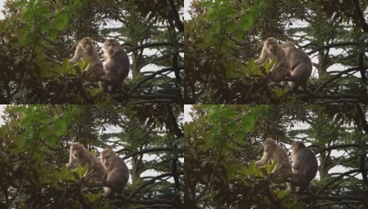 一对野生藏猕猴在爬树。高清在线视频素材下载