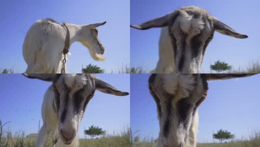 Goat Try Butting Head with Camera. Funny Goat Close-up高清在线视频素材下载